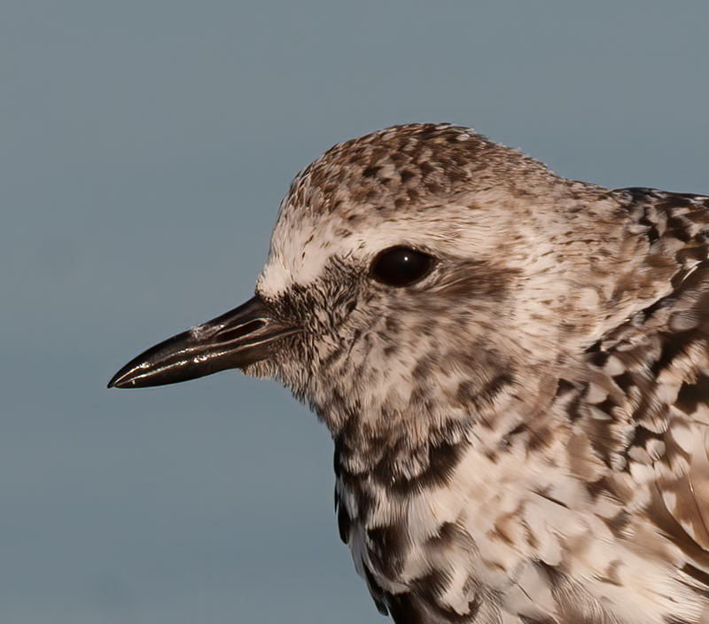 Black_bellied_Plover_10_FL_006