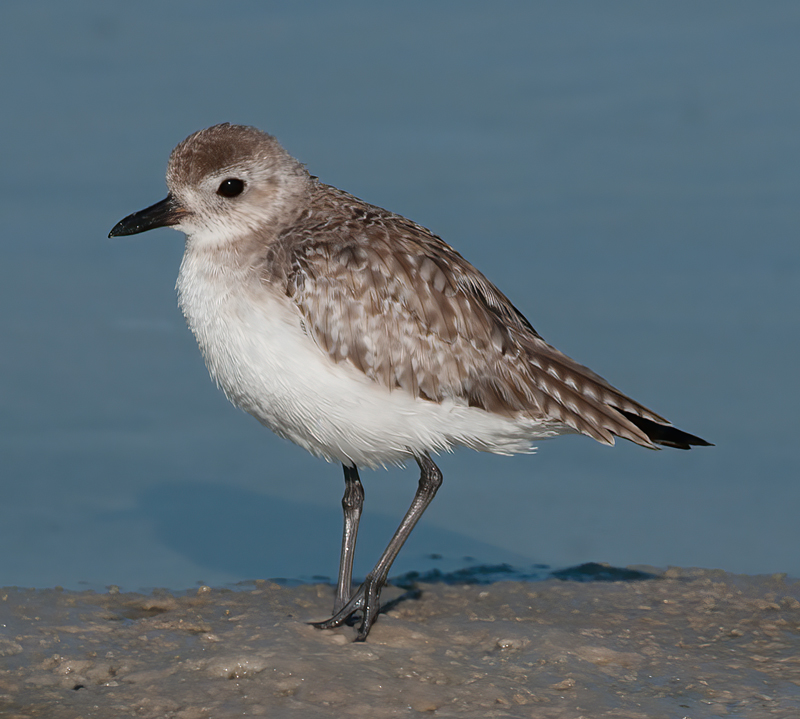 Black_bellied_Plover_11_FL_002