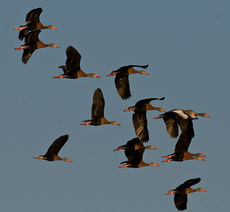 Black_bellied_Whistling_Duck_09_FL_009