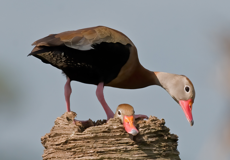 Black_bellied_Whistling_Duck_09_FL_022