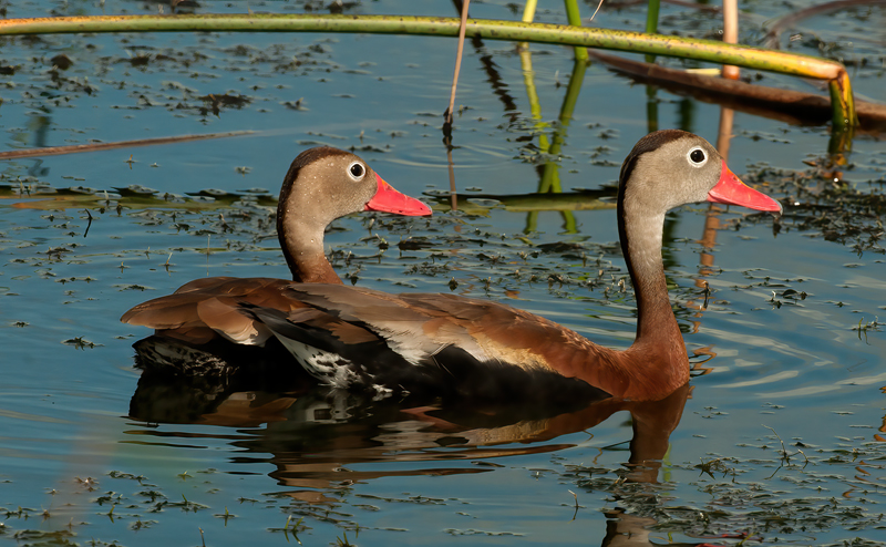 Black_bellied_Whistling_Duck_10_FL_011