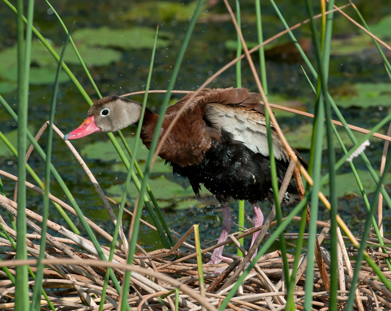 Black_bellied_Whistling_Duck_10_FL_021