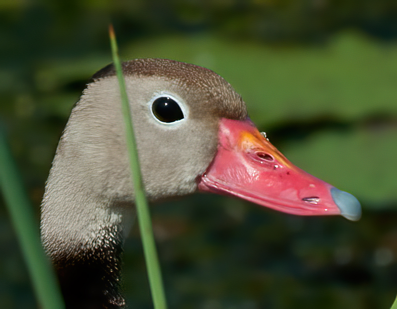 Black_bellied_Whistling_Duck_10_FL_023