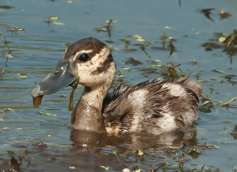 Black_bellied_Whistling_Duck_10_FL_028