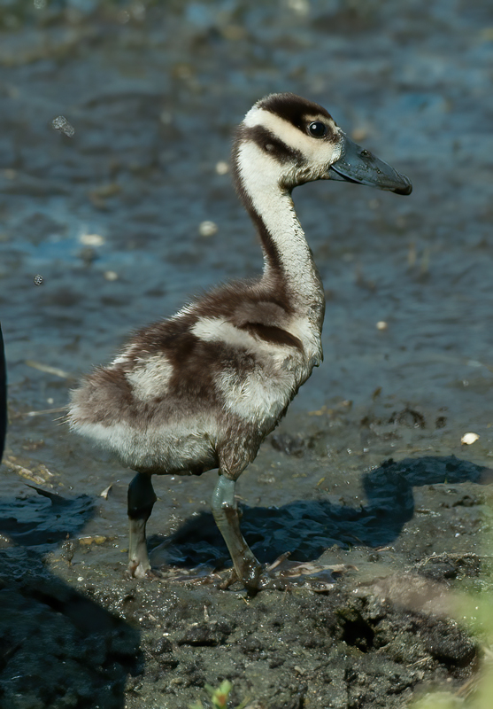 Black_bellied_Whistling_Duck_10_FL_043