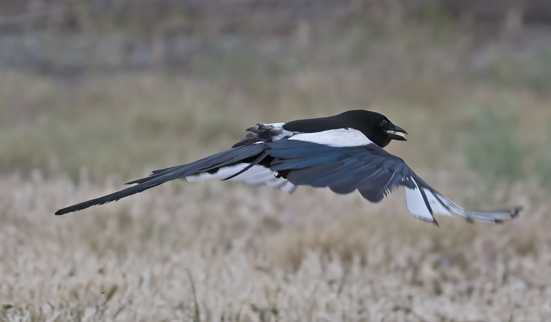 Black_billed_Magpie_17_OR_011