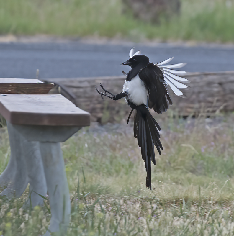 Black_billed_Magpie_17_OR_023
