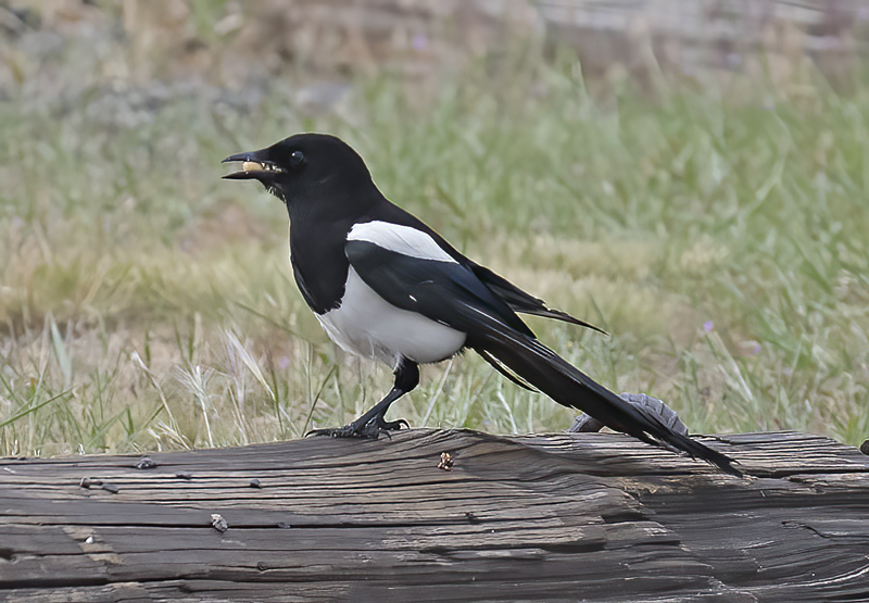 Black_billed_Magpie_17_OR_028