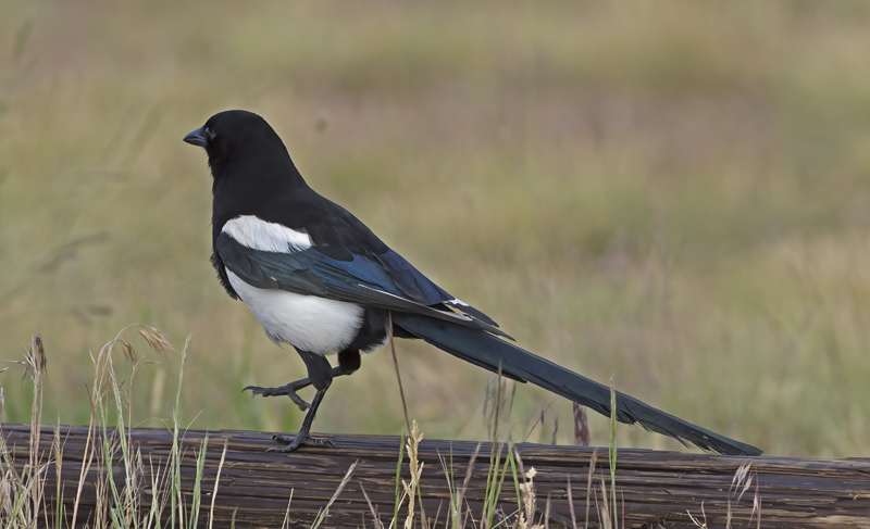 Black_billed_Magpie_17_OR_098