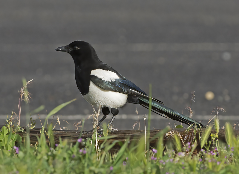 Black_billed_Magpie_17_OR_109