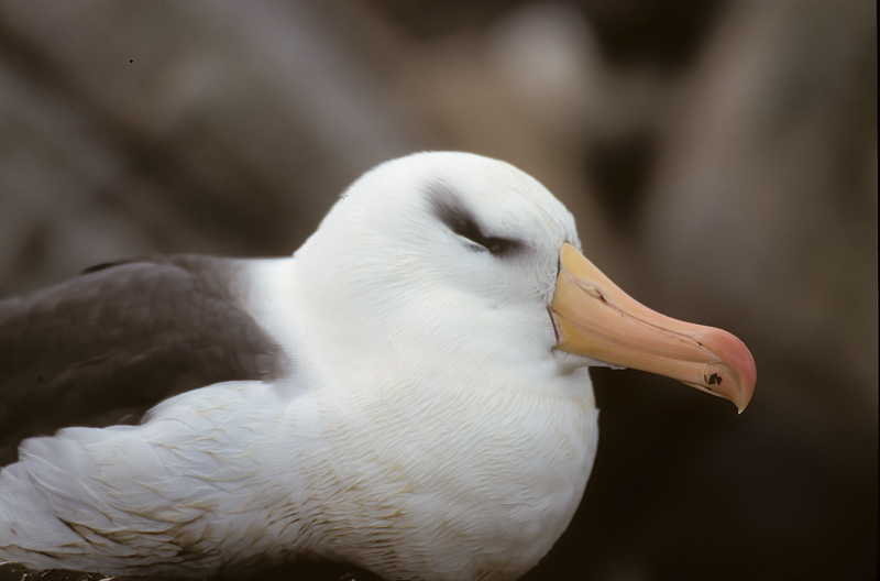 Black_browed_Albatross_98_Falklands_003