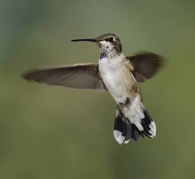 Black_chinned_Hummingbird_14_CA_046