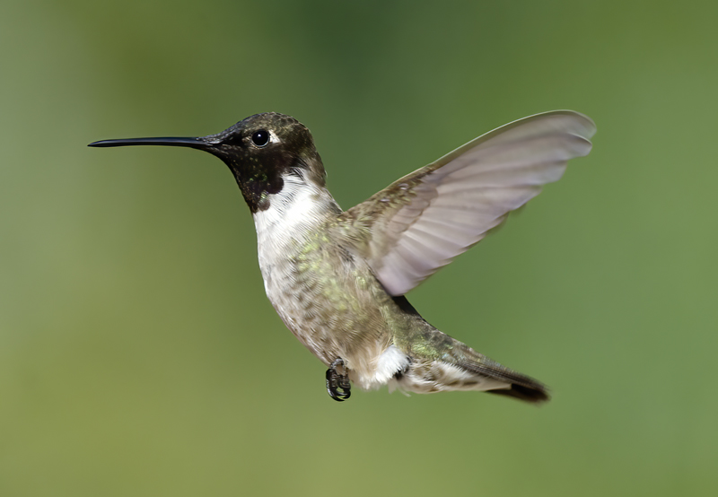 Black_chinned_Hummingbird_14_CA_059