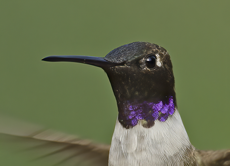 Black_chinned_Hummingbird_14_CA_077a