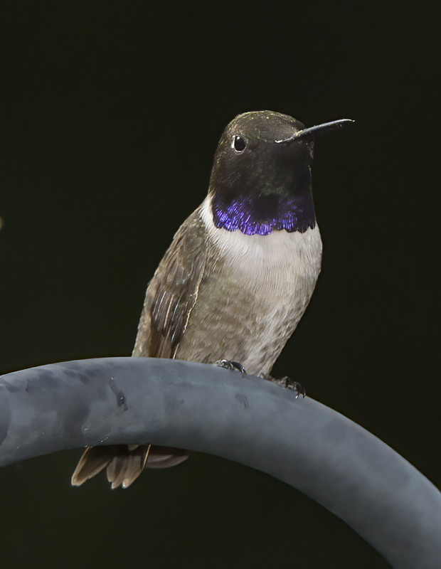 Black_chinned_Hummingbird_15_AZ_003
