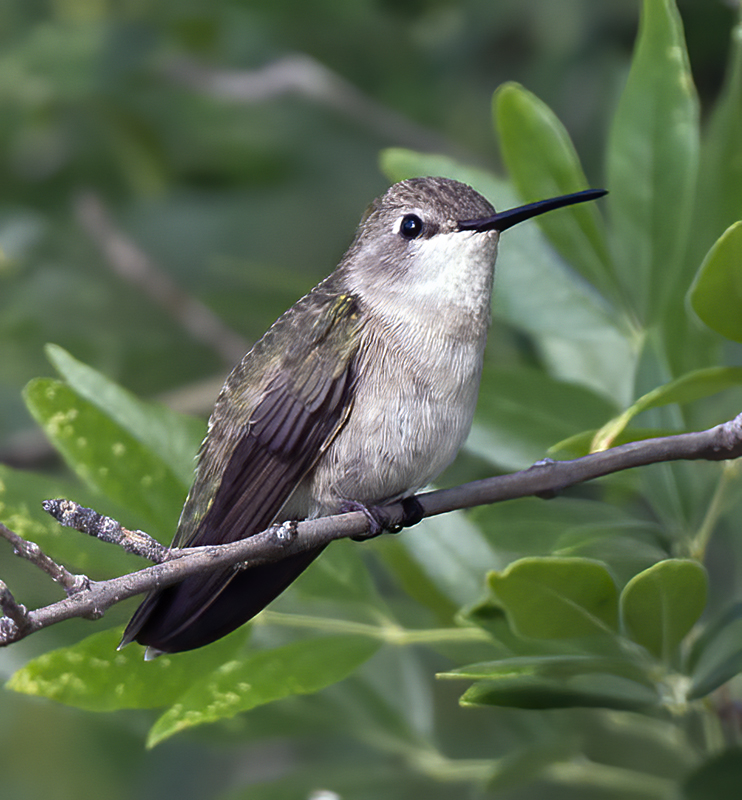 Black_chinned_Hummingbird_15_AZ_021