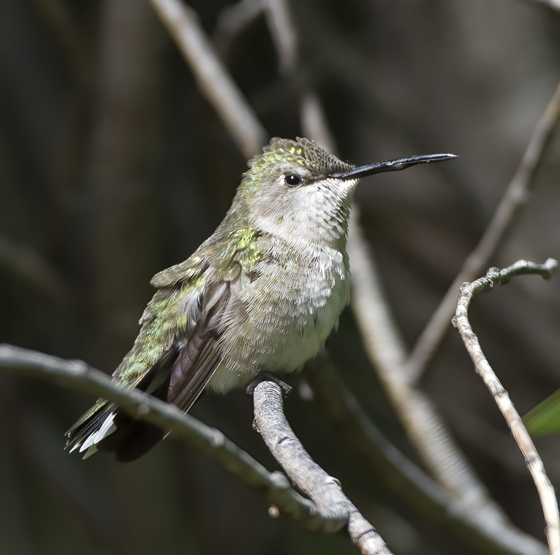 Black_chinned_Hummingbird_15_AZ_026