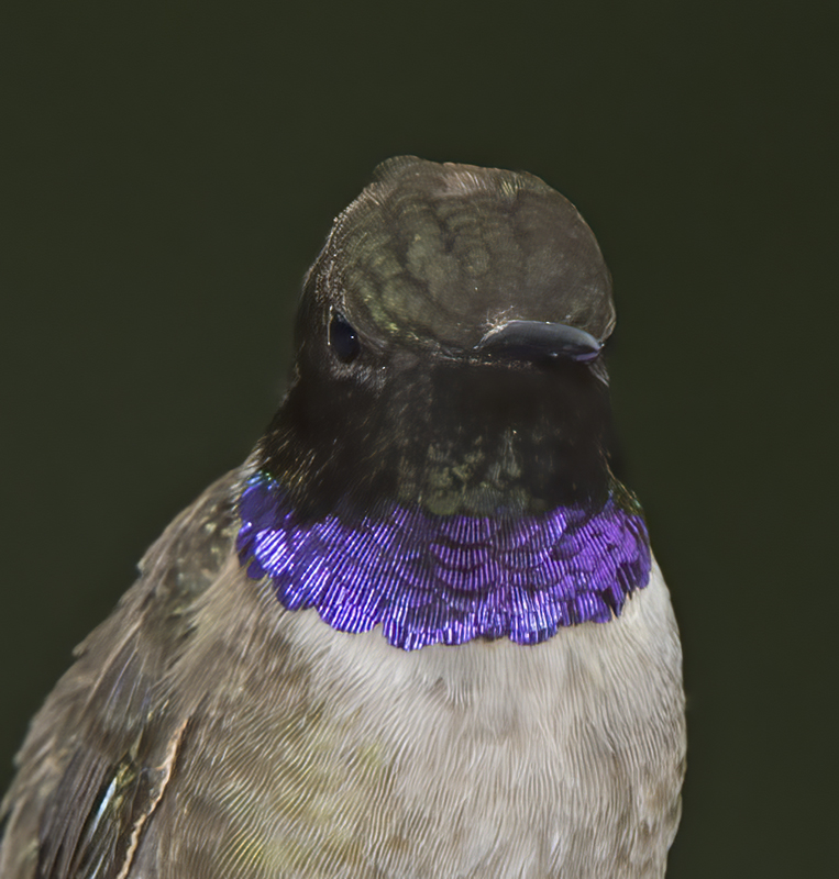 Black_chinned_Hummingbird_15_AZ_030