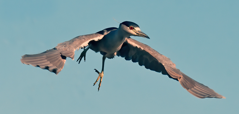 Black_crowned_Night_Heron_10_FL_003