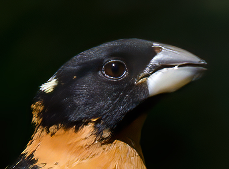 Black_headed_Grosbeak_13_CA_044
