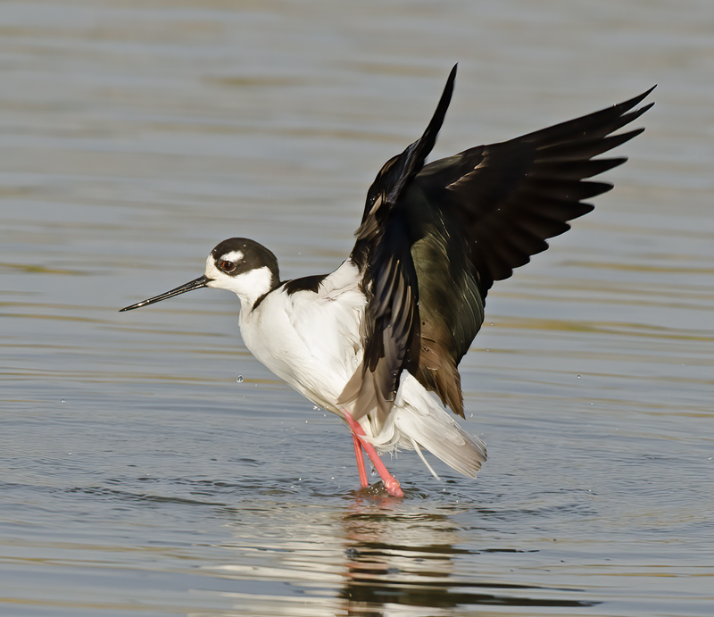 Black_necked_Stilt_10_FL_015