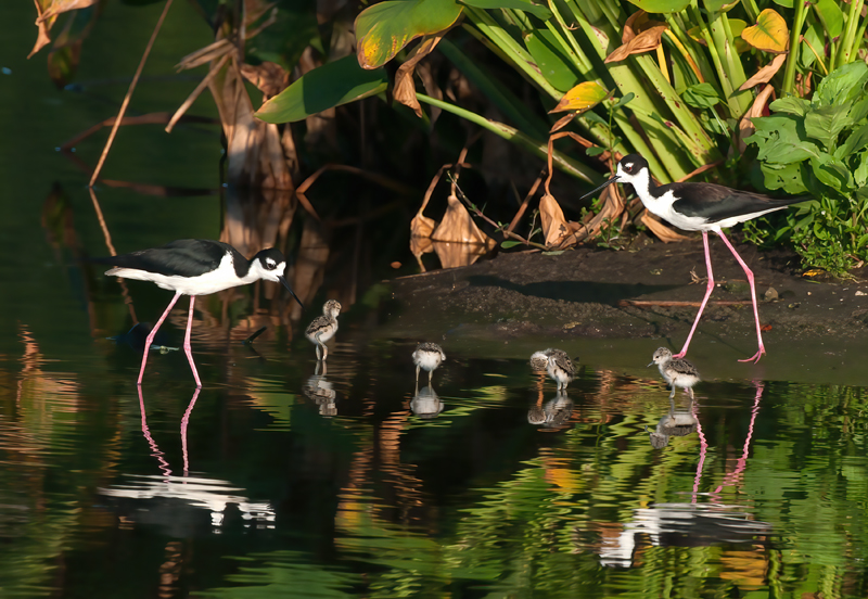 Black_necked_Stilt_10_FL_088