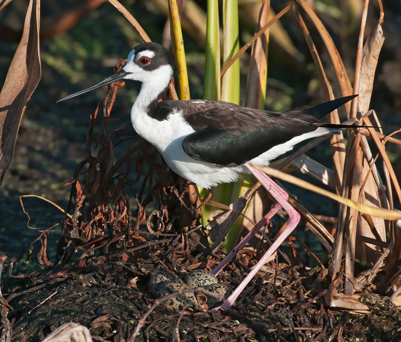 Black_necked_Stilt_10_FL_100
