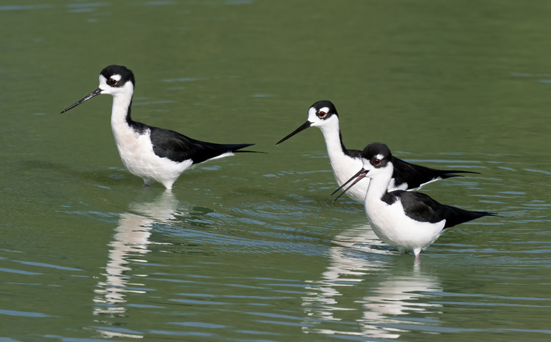 Black_necked_Stilt_24_TX_L_008