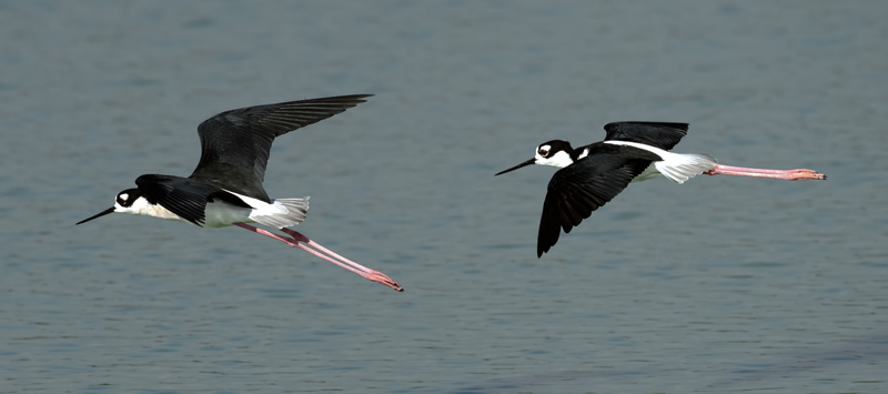 Black_necked_Stilt_24_TX_L_011
