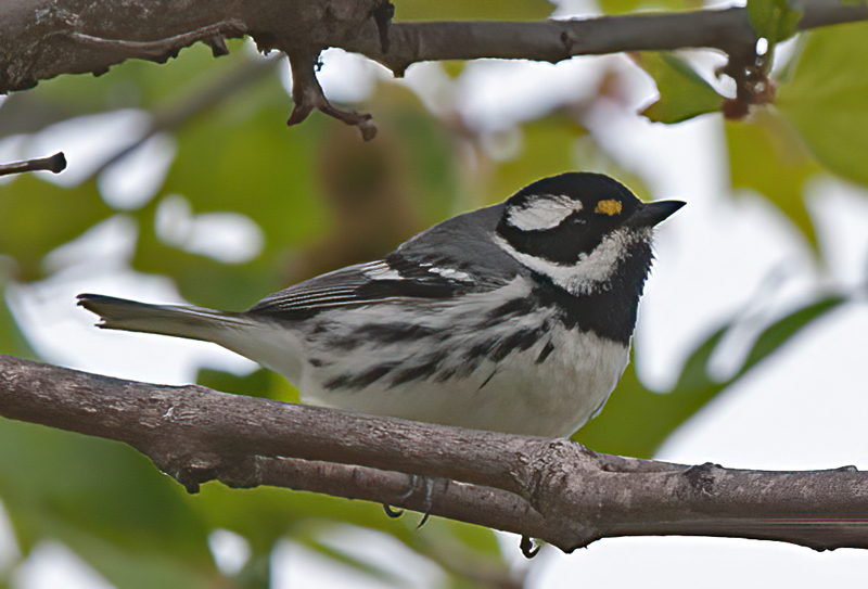 Black_throated_Gray_Warbler_14_CA_003