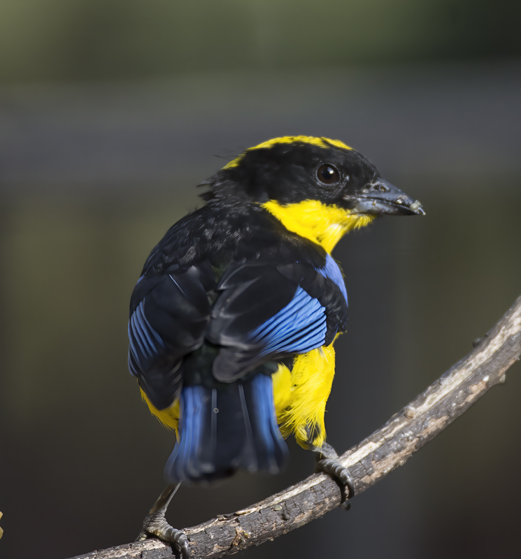 Blue-winged_Mountain-tanager_18_Ecuador_006