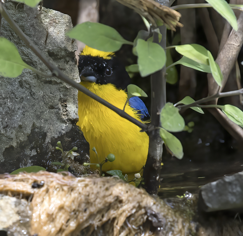 Blue-winged_Mountain-tanager_18_Ecuador_007