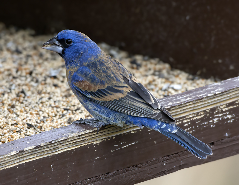 Blue_Grosbeak_15_AZ_013