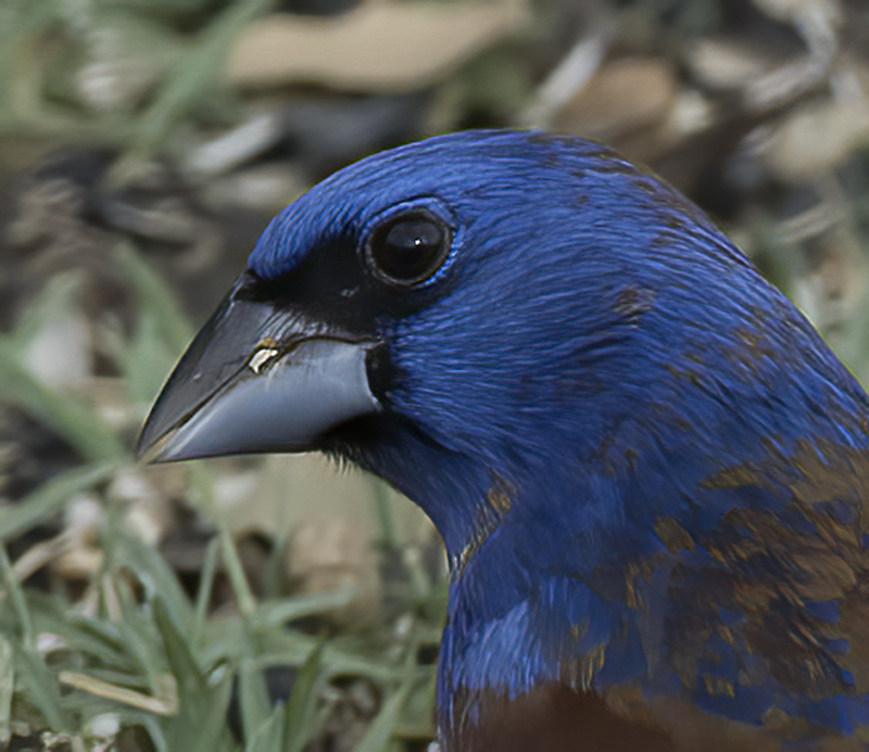 Blue_Grosbeak_15_AZ_033