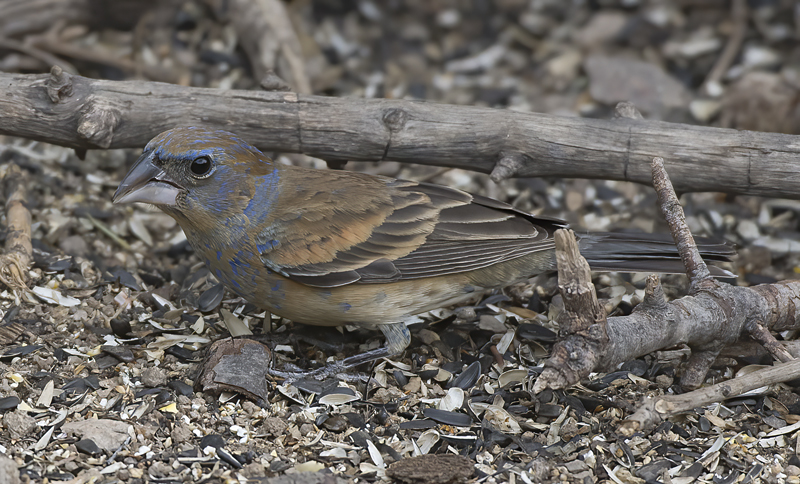 Blue_Grosbeak_15_AZ_049