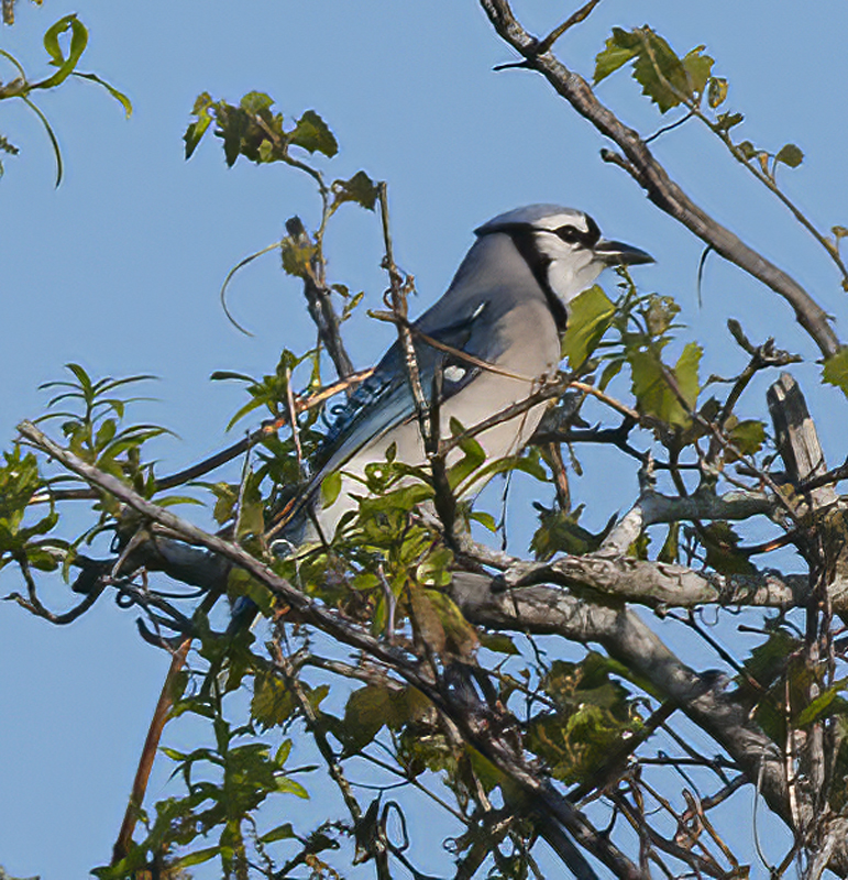 Blue_Jay_11_FL_001