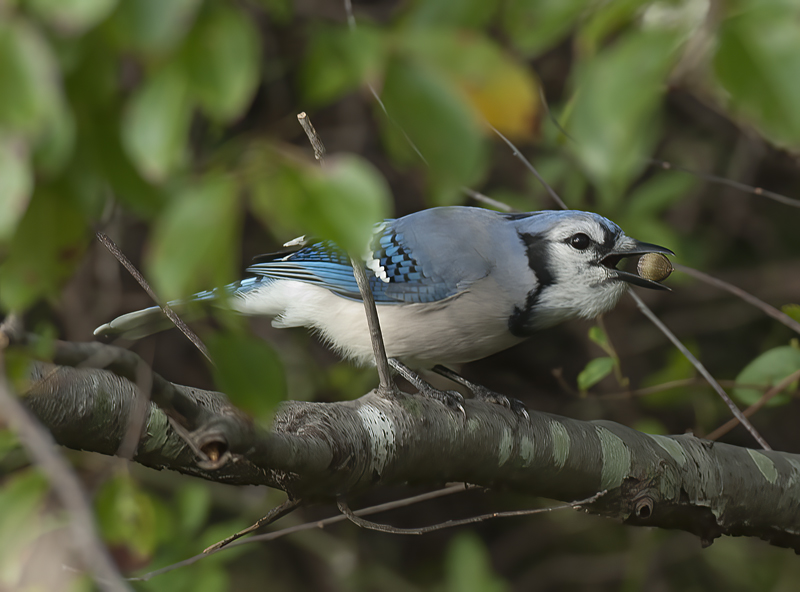 Blue_Jay_12_NJ_001