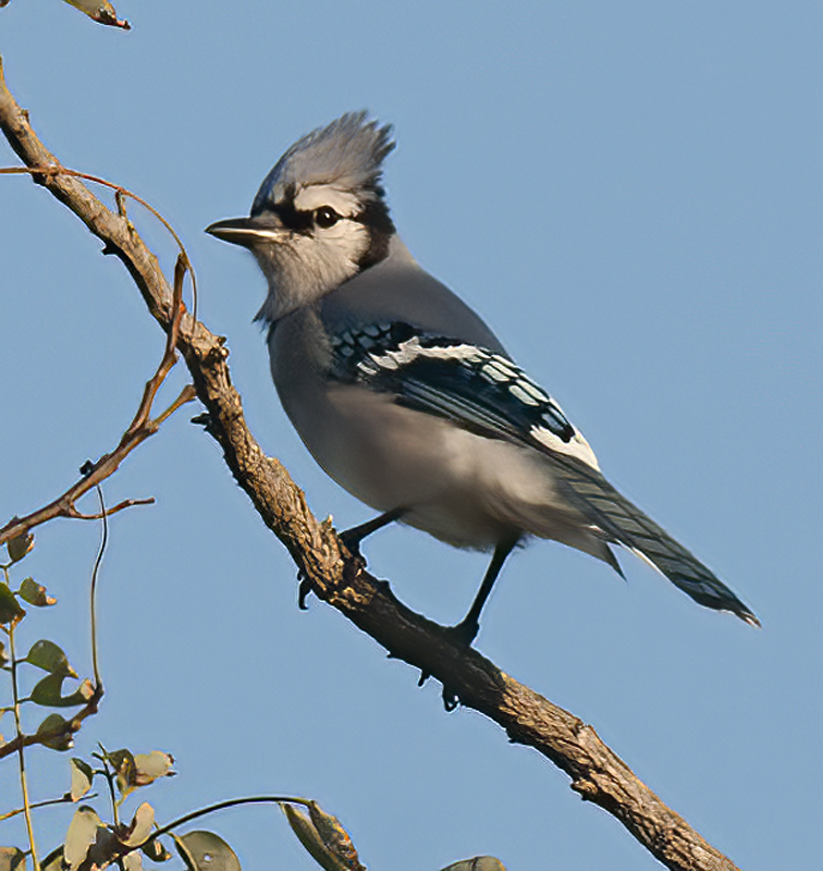 Blue_Jay_12_NJ_007