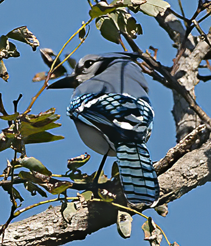 Blue_Jay_12_NJ_010