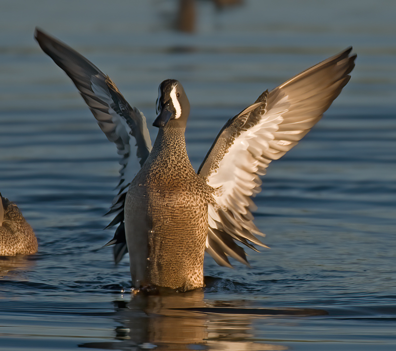 Blue_Winged_Teal_09_FL_004