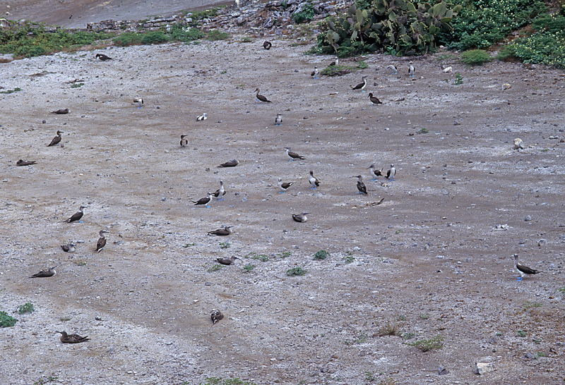 Blue_footed_Booby_97_Galapagos_007