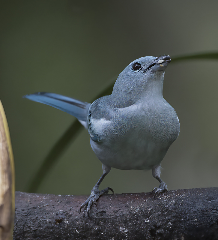 Blue_grey_Tanager_17_Peru_009