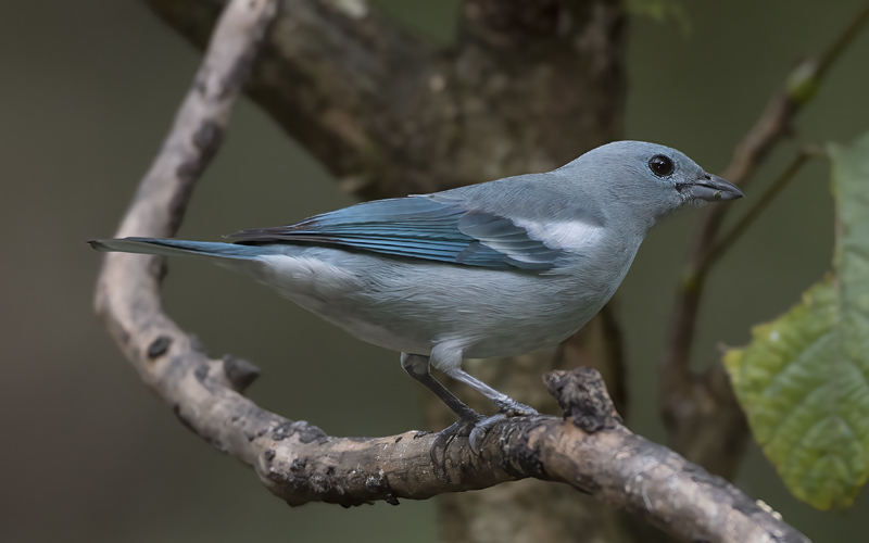 Blue_grey_Tanager_17_Peru_010