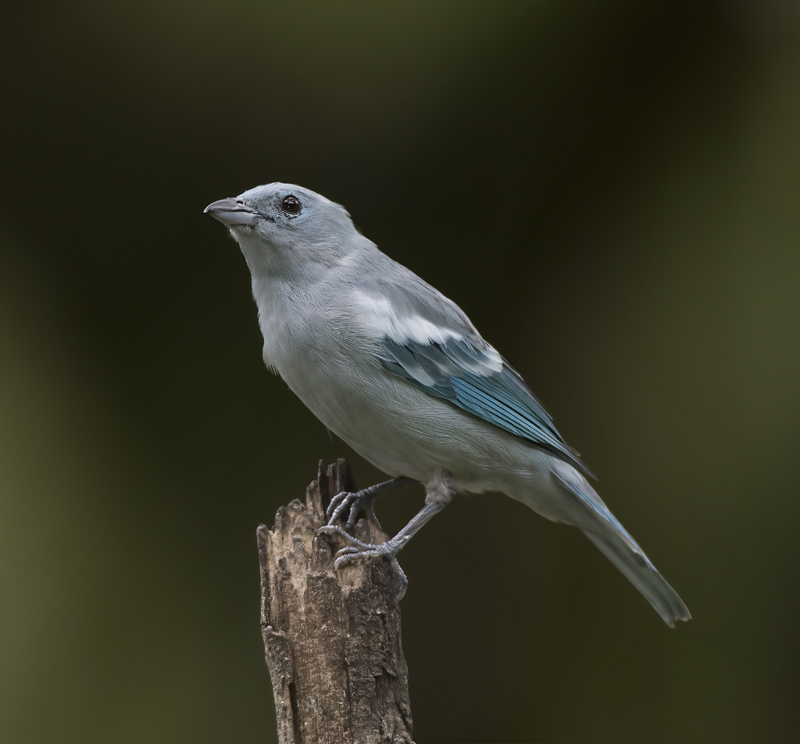 Blue_grey_Tanager_17_Peru_053