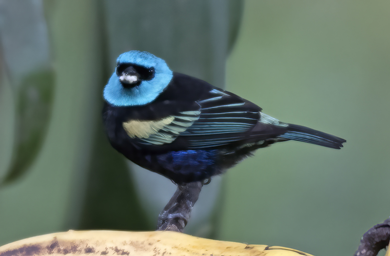 Blue_necked_Tanager_17_Peru_010