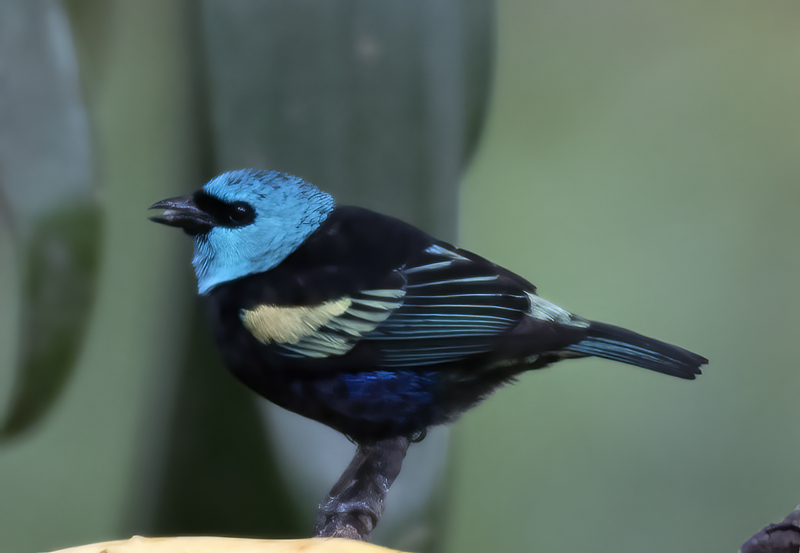 Blue_necked_Tanager_17_Peru_011