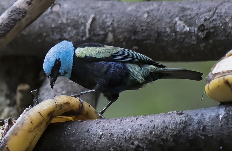 Blue_necked_Tanager_17_Peru_019