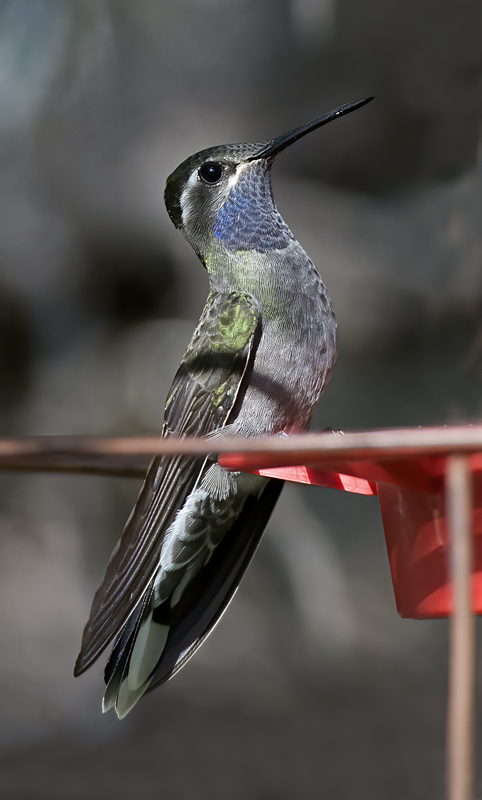 Blue_throated_Hummingbird_15_AZ_031