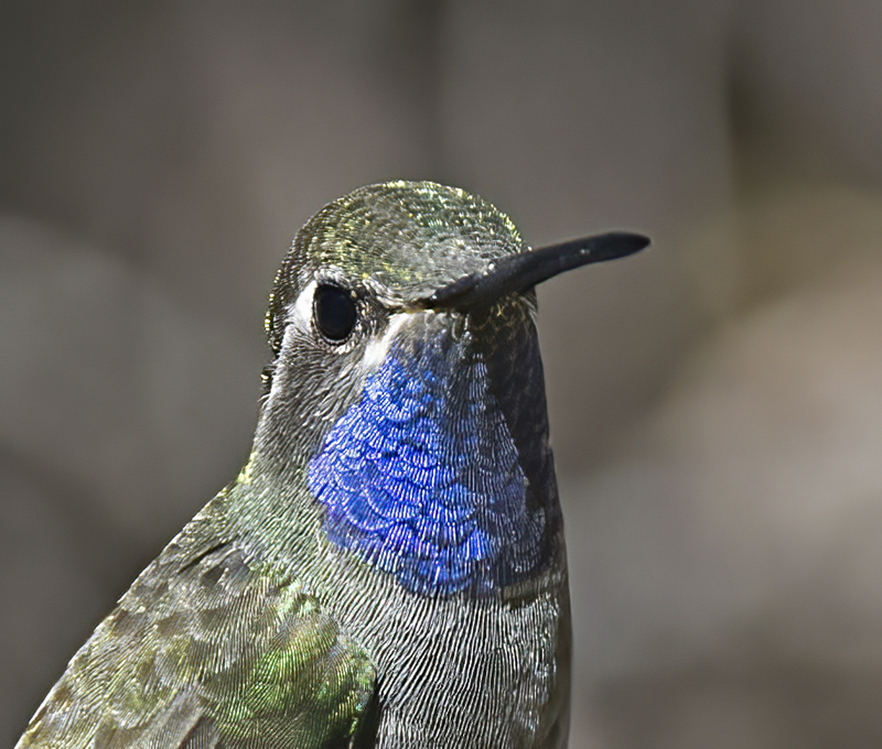 Blue_throated_Hummingbird_15_AZ_048