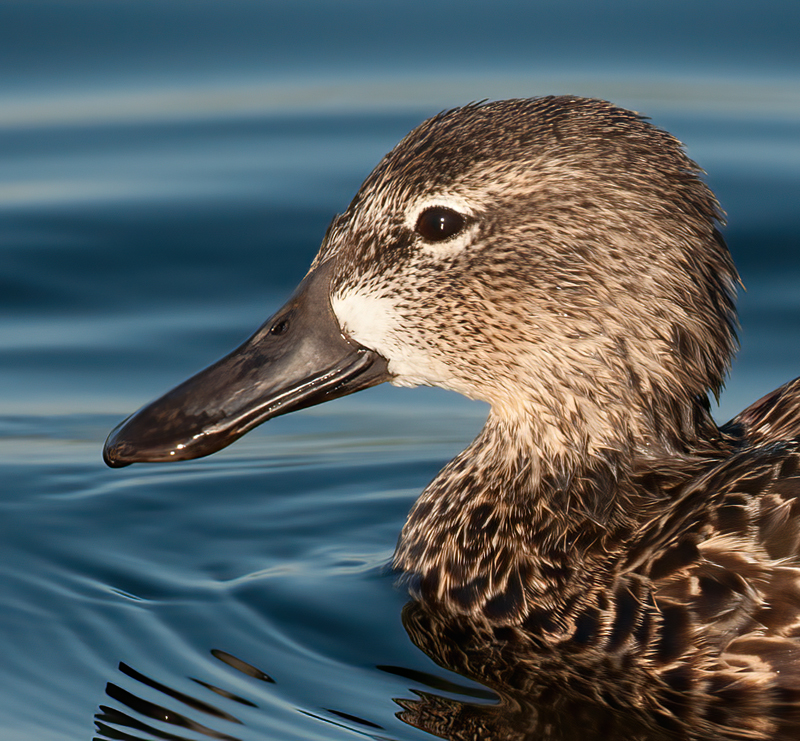 Blue_winged_Teal_10_FL_024
